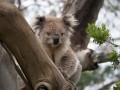 1027-1431 Koalas (1050815)